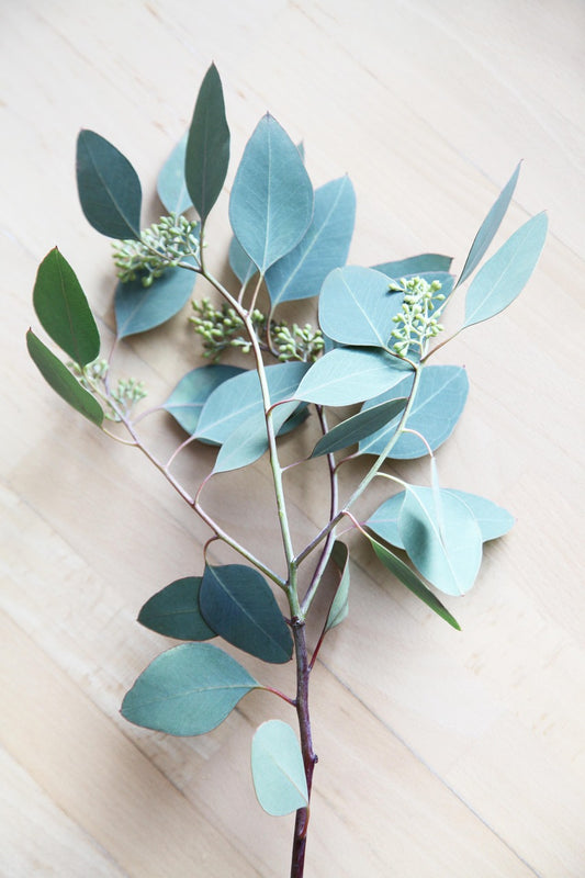 Eucalyptus Tealight Refill Pack