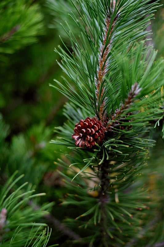 Pine Tealight Refill Pack