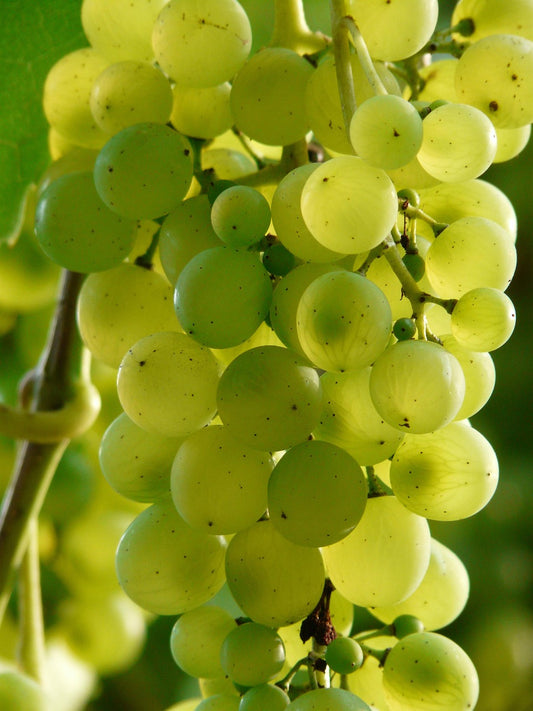 Vineyard Tealight Refill Pack